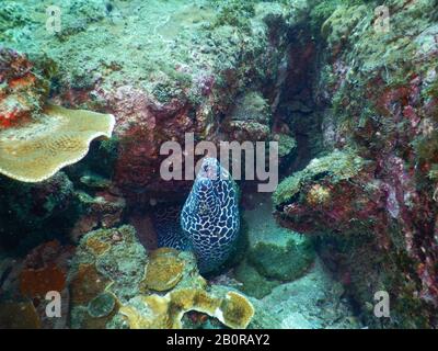 Der Milchmoray, auch bekannt als Leopardenmoray, Tessellatmoray oder Wabenmoray, Gymnothorax favagineus, Indien Stockfoto