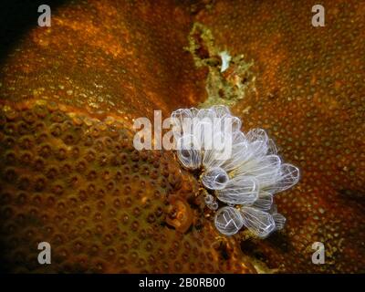 Tunikate auf Goniopora Coral oder Flowerpot Coral, Seitenansicht Stockfoto