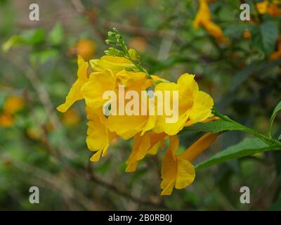 Schöne gelbe Kanonenlilienblüte, weicher Hintergrund Stockfoto
