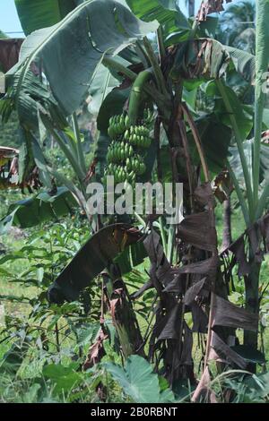 Ein Haufen grüner Bananen hängt von der Bananenfabrik in einem Bauernhof Stockfoto