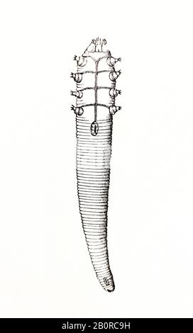 Demodex Folliculorum. Stockfoto