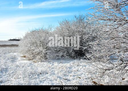 Mit Schnee bedeckte Bäume, Waldrand, Winterlandschaft, blaubewölkter Himmelshintergrund Stockfoto