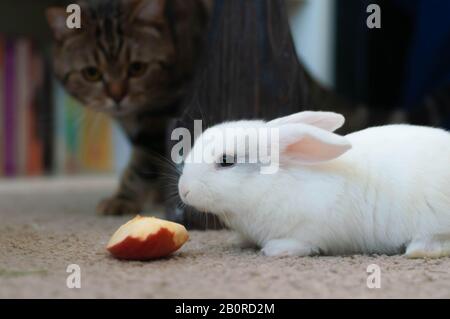 Kleines weißes Kaninchen aus heischem Lop, langohrig posiert Stockfoto