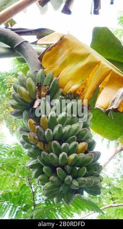 Großer Haufen grüner und gelber Bananen, die von der Bananenpflanze hängen Stockfoto