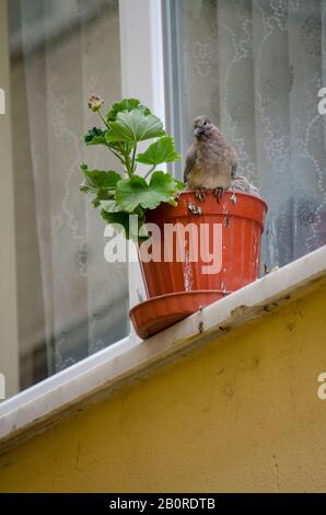 Baby Dove im Blumentopf Stockfoto