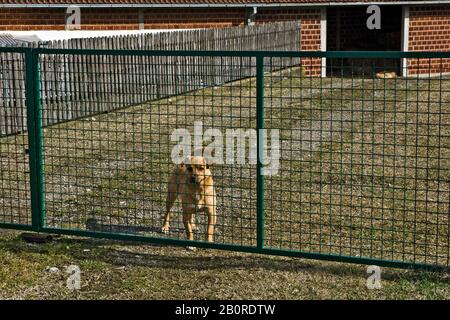 Eine Hundemischung hält und schützt seinen Hof. Wir lassen niemanden zu. Stockfoto