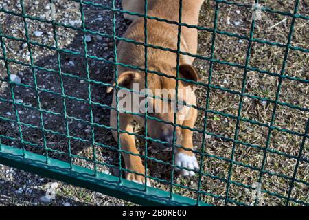 Eine Hundemischung hält und schützt seinen Hof. Wir lassen niemanden zu. Stockfoto