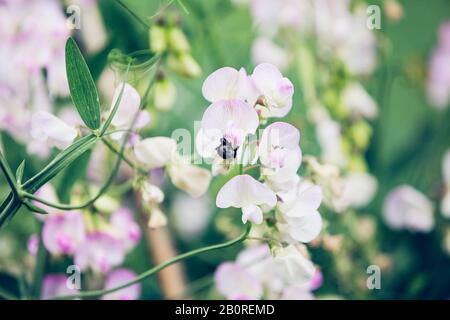 Hummeln auf Blumenerbsen rosa Blumen im Garten Stockfoto