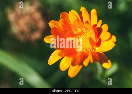 calendula Blume Nahaufnahme. Leuchtendes Orange, beleuchtet von der Frühlingssonne. Makroaufnahme mit selektivem Fokus und unscharfem Bild mit flachem Freiheitsgrad Stockfoto