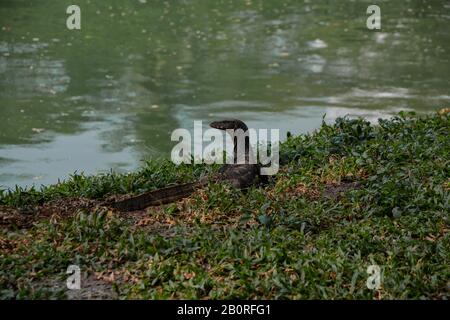 Landmonitor Lumphini Park Stockfoto