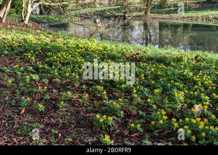 Ein kalter, aber sonniger Wintertag in Castle Ashby Gardens, Northamptonshire, Großbritannien; winterblühende Akoniten von Warren Pond Stockfoto