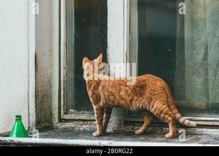 Rote neugierige obdachlose Katze schaut aus dem Fenster von der Straße. Rückansicht, Grundriss Stockfoto