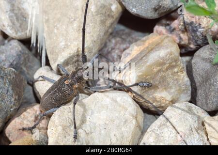 Großer Käfer mit sehr langen Fühlern auf Steinen, Acanthocinus aedilis. Stockfoto