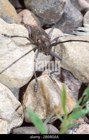 Großer Käfer mit sehr langen Fühlern auf Steinen, Acanthocinus aedilis. Stockfoto