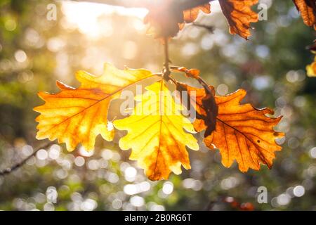 Gelbe und braune Eiche Blätter im Grünen Wald im Herbst Stockfoto