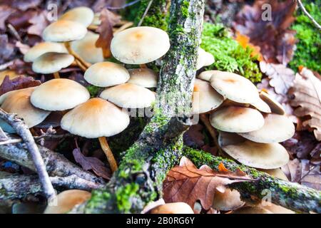 Kleine Hellbraune Pilze, Die Im Herbst auf einer Baumbarke im Wald Wachsen Stockfoto