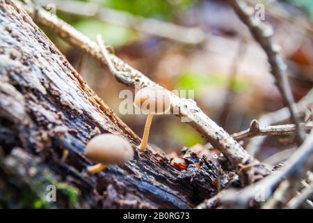 Kleine Hellbraune Pilze, Die Im Herbst auf einer Baumbarke im Wald Wachsen Stockfoto