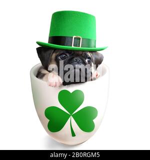 Puppentuchhund in einem Becher, der einen auf weißem Grund isolierten Leprechamütze trägt. Design des Tages von Saint Patrick. Stockfoto