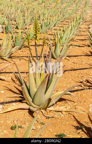 Die Aloe Vera Pflanzen sich auf einem Ackerland Stockfoto