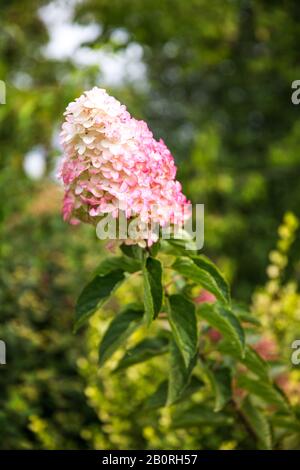 Blühende weiße und pinke Panikel Hydrangea - Hydrangea Paniculata im Grünen Garten Stockfoto