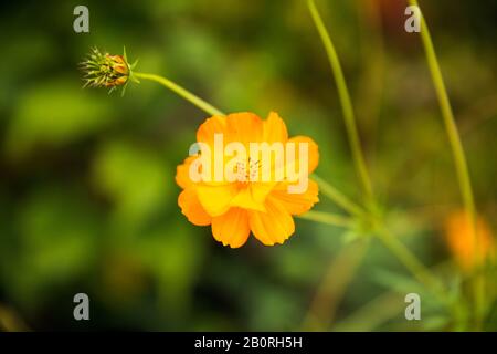 Orange Sulphur Cosmos - Cosmos Sulfureus - in Full Bloom mit Bud im Grünen Garten Stockfoto