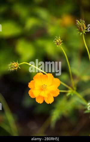 Orange Sulphur Cosmos - Cosmos Sulfureus - in Full Bloom mit Bud im Grünen Garten Stockfoto