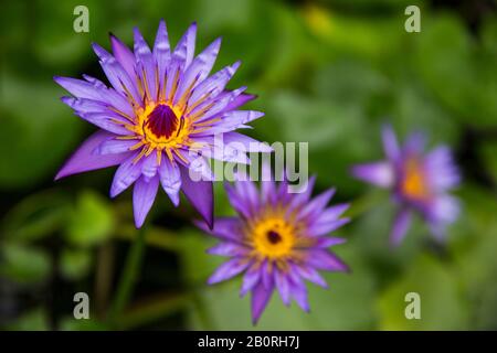 Violettblauer Lotus - Nymphaea Nouchali Var. Mit grünen Wasserlilienblättern Blühende Caerulea Stockfoto