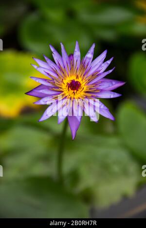 Violettblauer Lotus - Nymphaea Nouchali Var. Mit grünen Wasserlilienblättern Blühende Caerulea Stockfoto