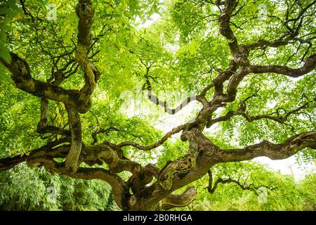 Üppiges grünes Laub von Big Old Tree mit Serpentinzweigen Stockfoto