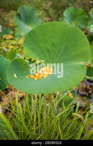 Riesige Lotoswasserlilie Sammelt Kleinere goldene Blätter im Grünen Teich Stockfoto