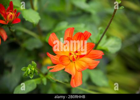 Hellrot Orange Garden Dahlia - Dahlia Pinnata - und Knospen im Grünen Garten Stockfoto