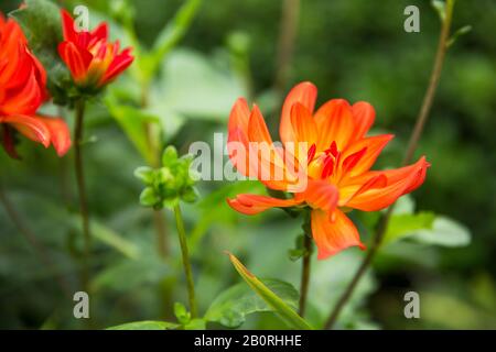 Hellrot Orange Garden Dahlia - Dahlia Pinnata - und Knospen im Grünen Garten Stockfoto