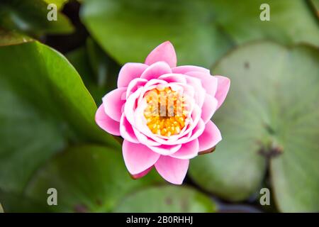 Biene Bestäubt eine Live Aquatic Pink Hardy Wasserlilie im Teich mit grünen Blättern Stockfoto