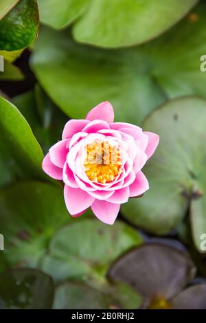 Biene Bestäubt eine Live Aquatic Pink Hardy Wasserlilie im Teich mit grünen Blättern Stockfoto