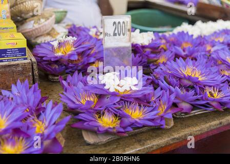 Kandy, Sri Lanka: 19.03.2019: Marktstall voller lotusblüten zum Betangebot im buddhistischen Tempel. Stockfoto