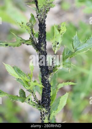 Schwarze Bohnenaphiden aphis fabae Kolonie auf schwerem befallenen Pflanzenstamm Stockfoto