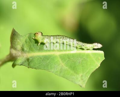 Grüne Sawfly-Larve, die auf dem Honigsaugenblatt isst Stockfoto