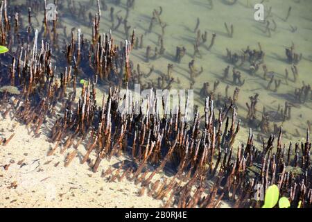 Schwarze Mangroven Avicennia germinans Pneumatophores Stockfoto