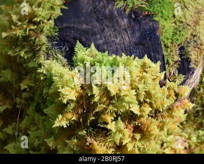 Knights Pflaumenmoos Ptilium crista-castrensis wächst auf einem Baumstumpf Stockfoto