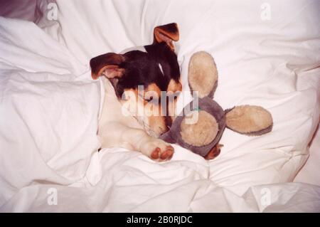 Jack Russell Terrier schläft im Bett mit ausgestopften Tieren, Deutschland Stockfoto