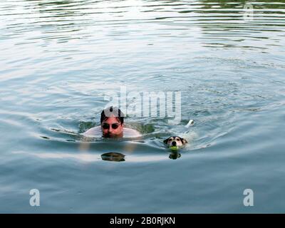 Jack Russell Terrier und Meister Schwimmen im See, Brandenburg, Deutschland Stockfoto