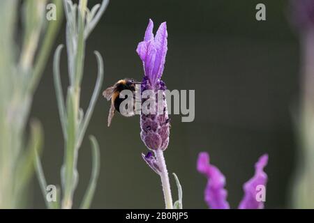 Eine Biene thront auf einer lebhaften lila Lavendelblüte Stockfoto