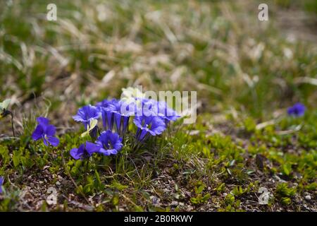 Wundervolle blaue gentiana-blume, die in Wildheit in den altai-bergen wächst Stockfoto