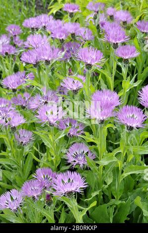 Gruppe der lila gefärbten Kornblumen centaurea montana Stockfoto