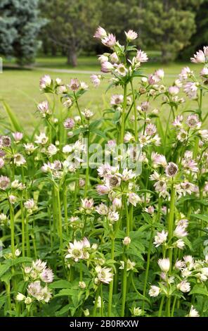 Großer Meisterworte Astrantia große Blüte in einem Garten Stockfoto