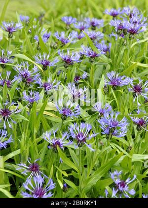 Großartige blaue Flasche Centaurea montana Blumen Stockfoto