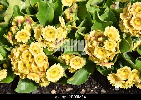 Gelber Garten auricula Primula pubescens wächst im Freien Stockfoto