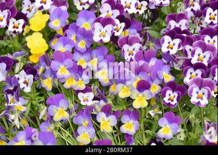 Große Gruppe von blühenden Pansien Viola dreifarbig in vielen verschiedenen Farben Stockfoto