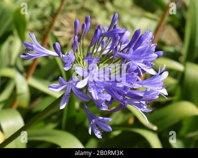 Lilie vom Nil Agapanthus africanus blaue Blumen Stockfoto