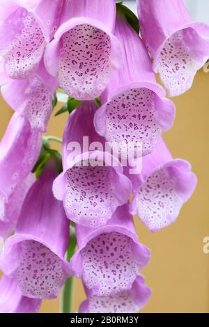 Nahaufnahme der rosafarbenen Foxhandschuhblüte der giftigen Pflanze Digitalis purpurea Stockfoto